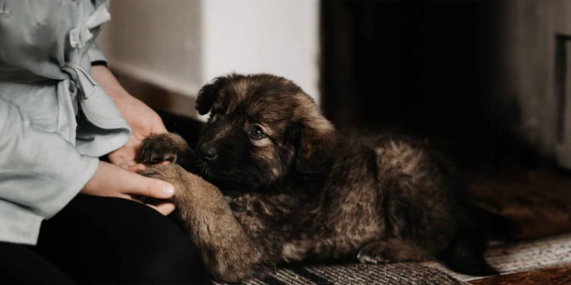 a woman with her cute puppy