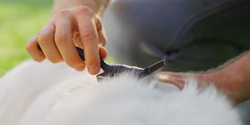 A close up of someone brushing a dog.