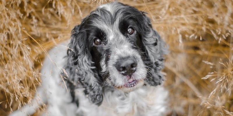 A black and grey springer spaniel looking upwards.