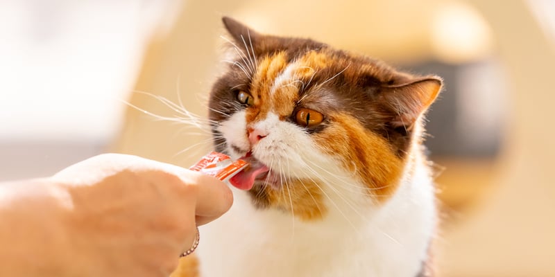a british shorthair eating a little treat.