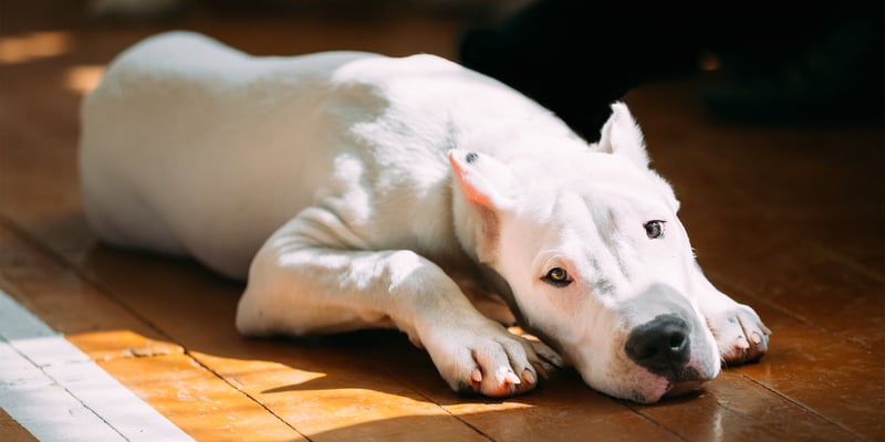 A Dogo Argentino laying on the floor in a patch of sun.