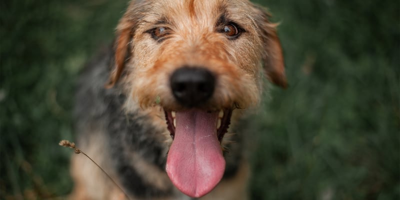 close up of dog panting