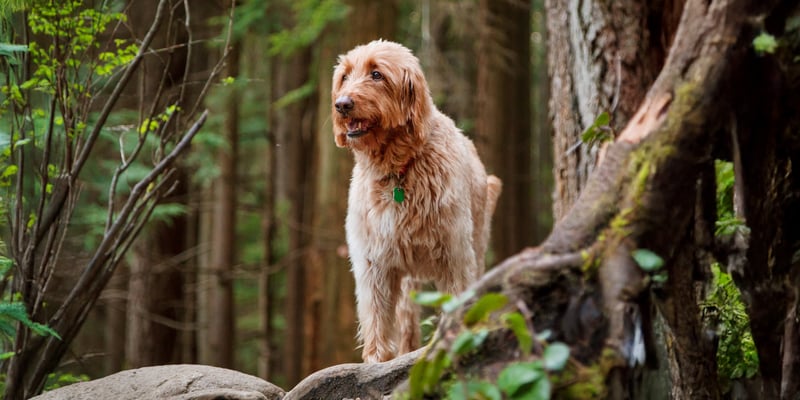 Labradoodle standing in a forest