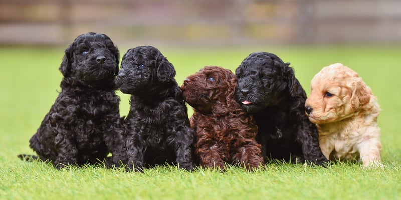 Five Cockapoo puppies siting on the grass