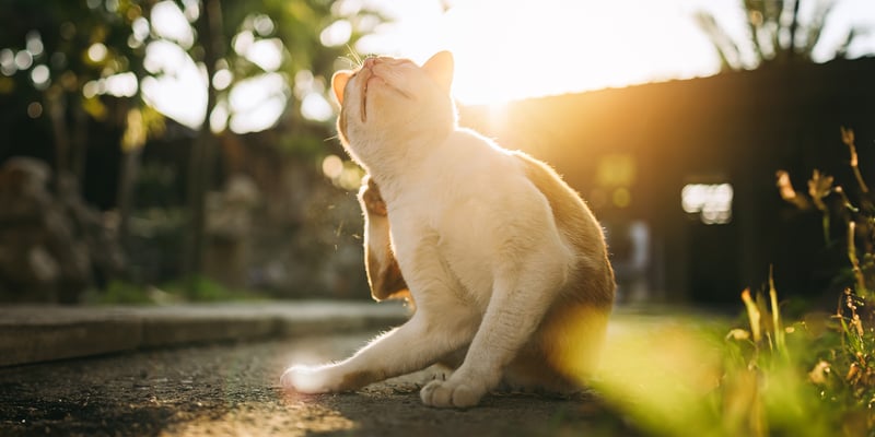 a cat sat outdoors scratching himself