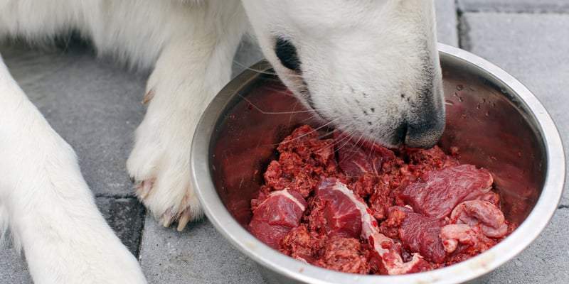 close up of dog eating raw meat