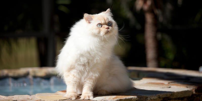 A Himalayan cat looking into the sun.