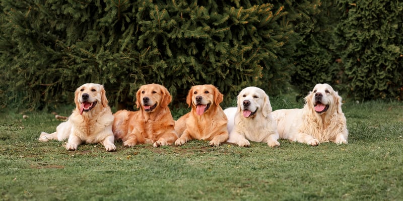 5 golden retrievers laying in a row.