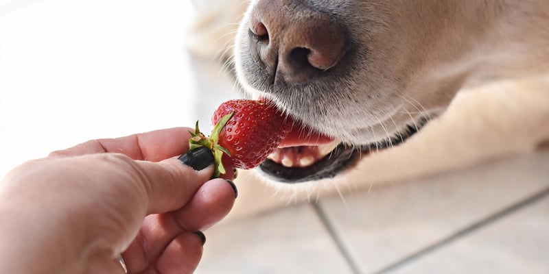Can Dogs Eat Strawberries? - Your Food Questions, Answered