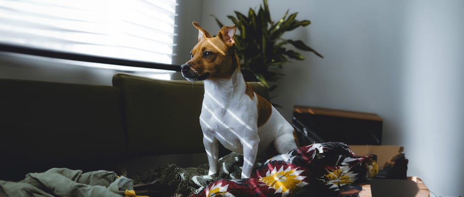 A Jack Russell Terrier sat on a sofa basking in light piercing through from a window