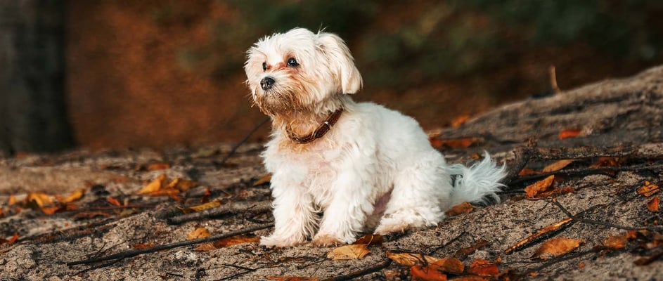 A white Cavachon sat on a fallen tree covered in autumnal leaves