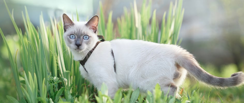 A white Siamese cat stood in grass and wearing a harness.