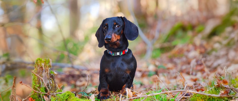A dachshund looking unsure in a forest.