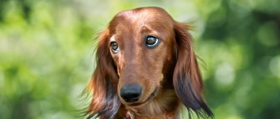 Dachshund sitting in sun in front of greenery