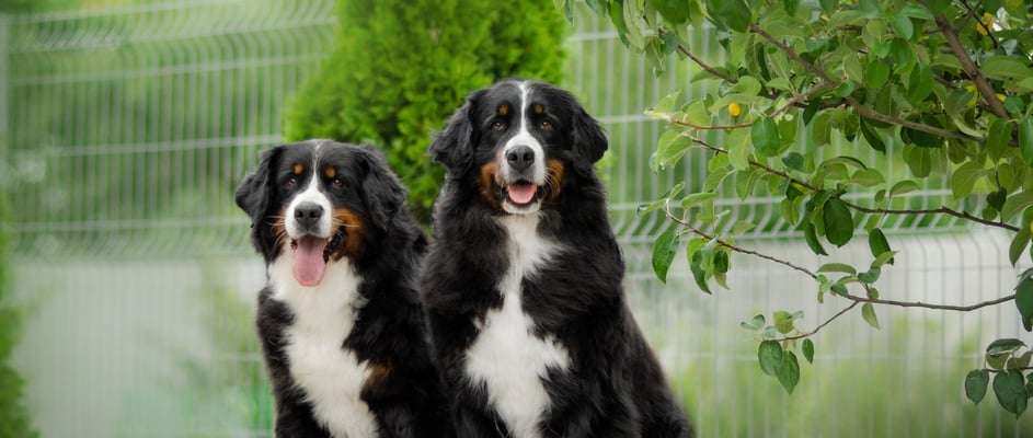 Two Bernese Mountain Dogs sitting next to one another outdoors.