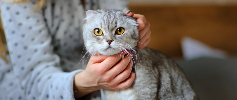 A grey Scottish Fold being stroked.