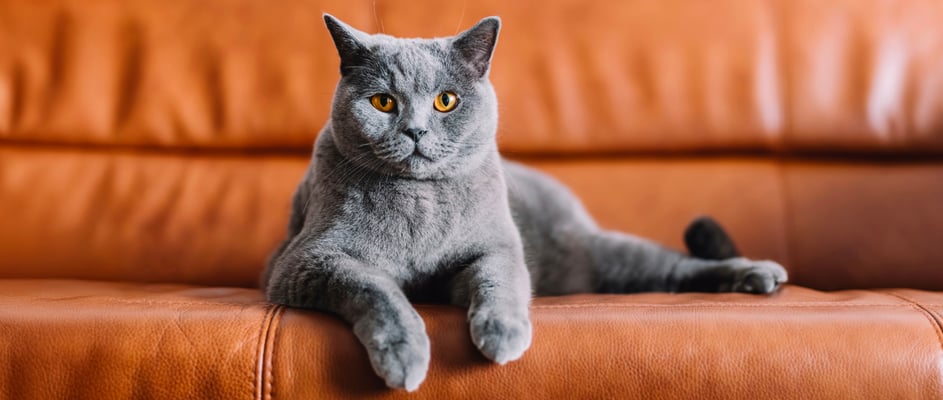 A British Shorthair laying on a tan leather sofa.