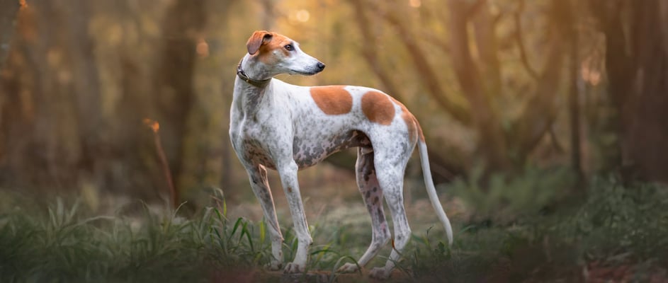 A lurcher dog standing in a forest.