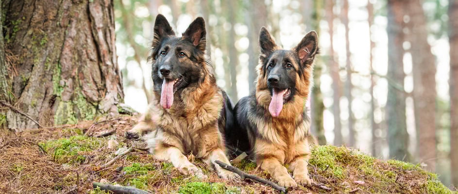 Two German Shepherd dogs sitting on a mossy hill.