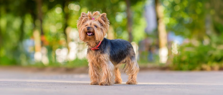A Yorkie dog standing up.