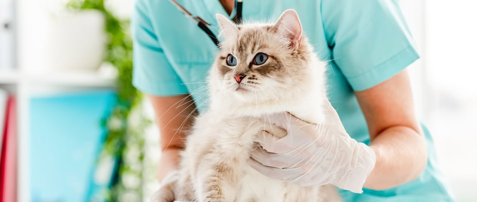 A cat being gently held by a vet having its chest checked.