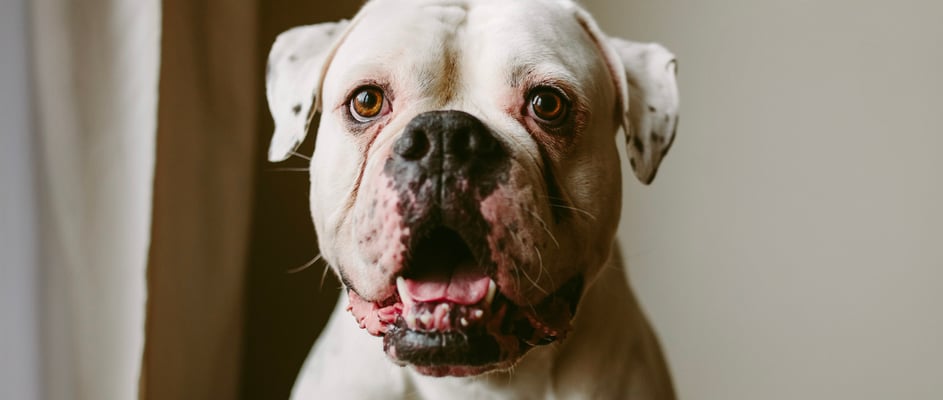 A white american bulldog with its mouth open close to the camera.