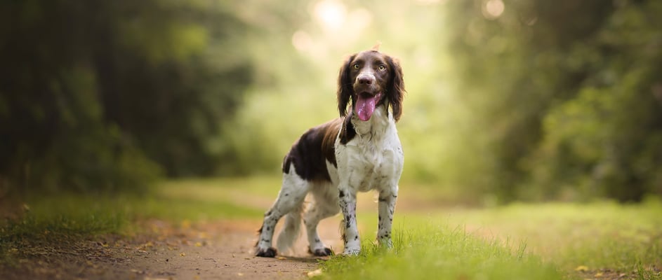 An English Springer Spaniel with its tongue hanging out standing on a path surrounded by tress.