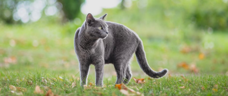 A russian blue outside on the grass.
