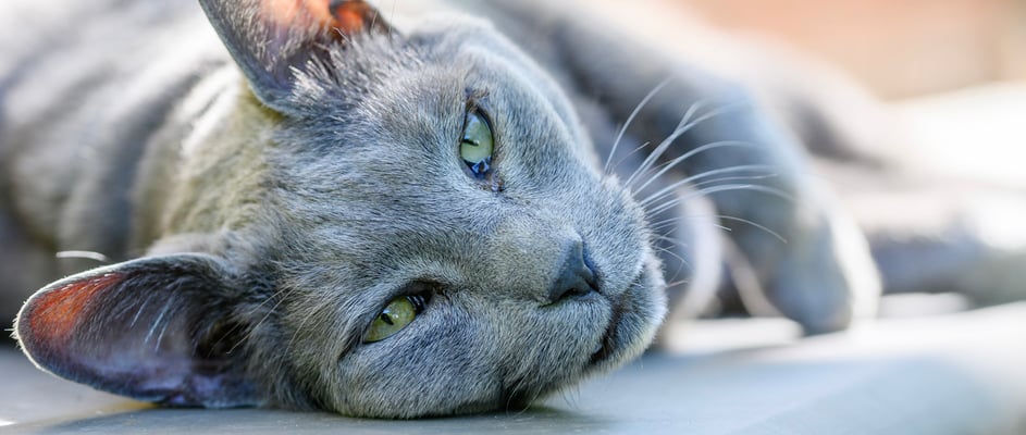 A russian blue relaxing on a tiled pavement.