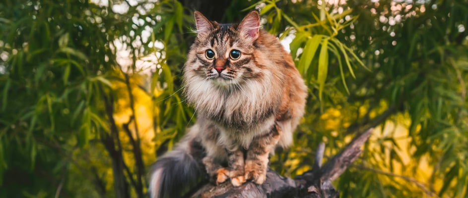A siberian cat sitting in a tree surrounded by leaves.