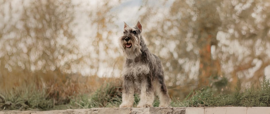 Schnauzer