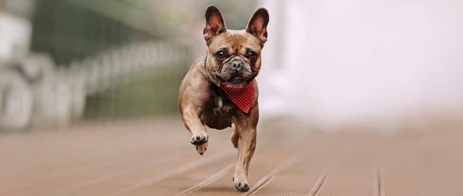A French Bulldog wearing a bandana running towards the camera.