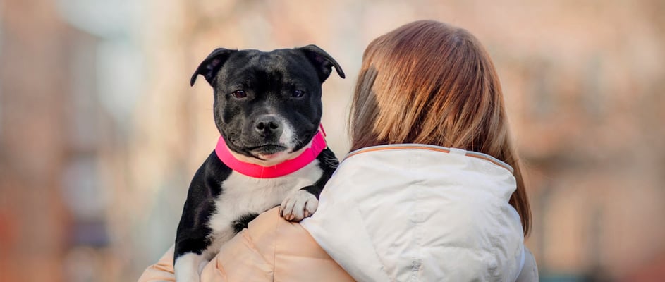 A staffordshire bull terrier being carried by its owner.