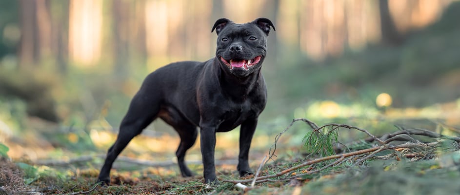 A black staffordshire bull terrier standing among branches in a forest.