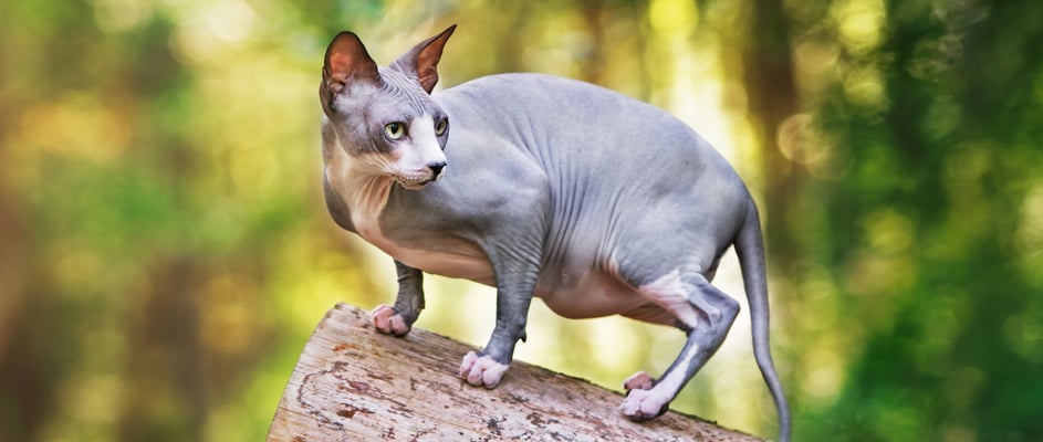 A sphynx standing on a log in a forest.