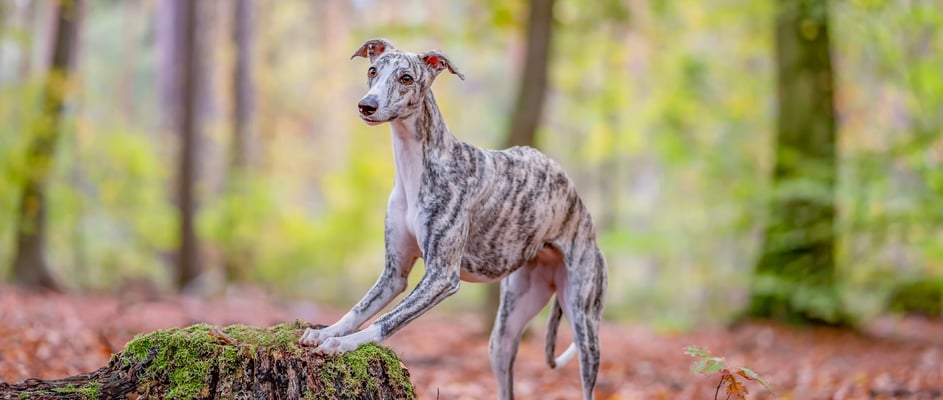 A Greyhound running in a forest of leaves.