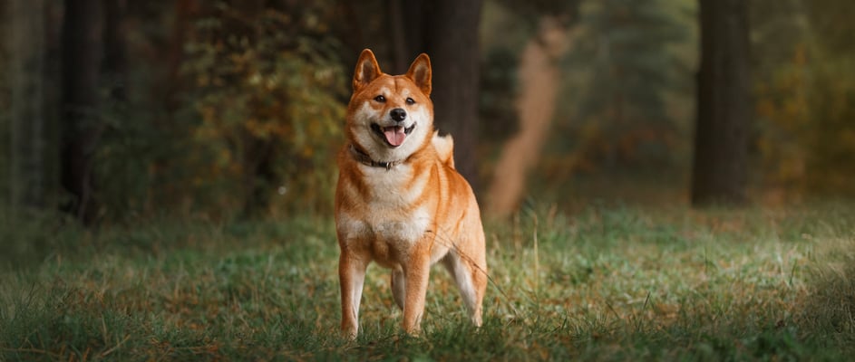 Shiba Inu dog standing in a forest with mouth open