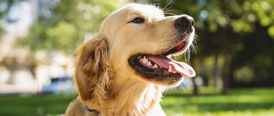 A golden retriever with its tongue out looking happy in the sun.