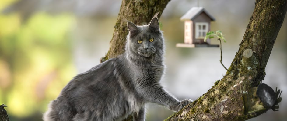 A maine coon cat in a tree.