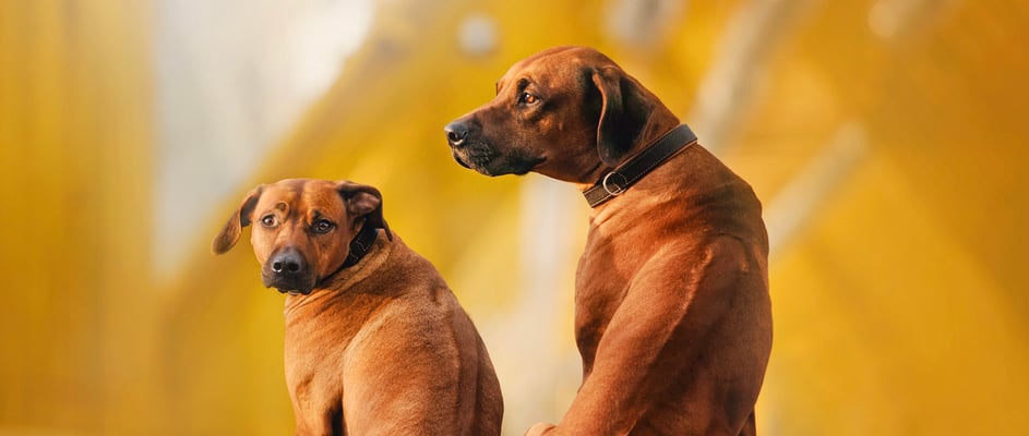Two Rhodesian Ridgebacks sitting next to one another.