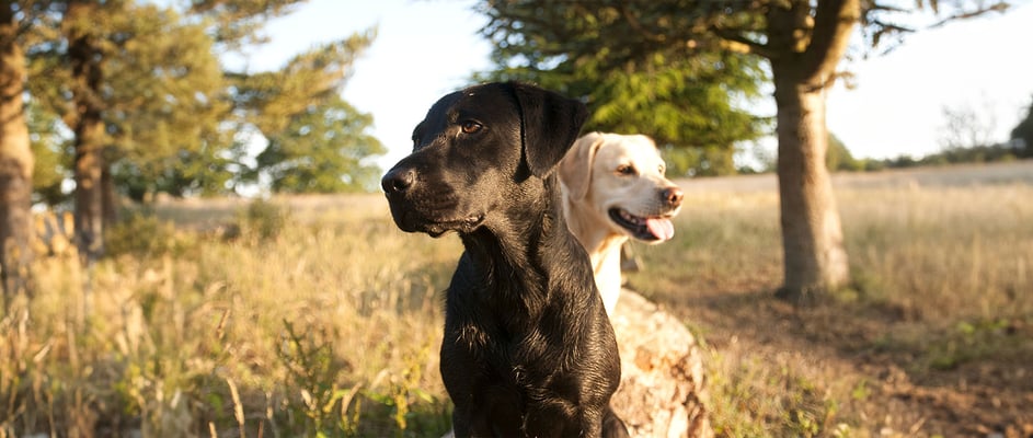 One black labrador and one yellow labrador sitting on a log in a field, looking in opposite directions