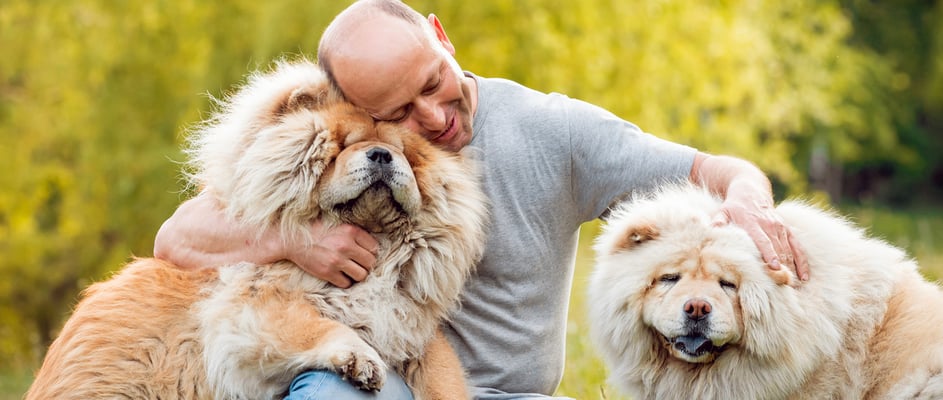 A bald man hugging two Chow Chows.