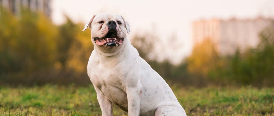 A white american bulldog in a grass field.