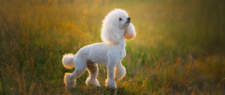 A white Poodle standing on grass.
