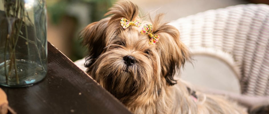 A lhasa apso with a bow in its hair looking over a counter top.