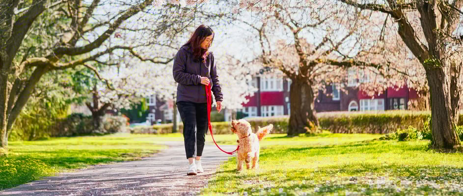 A woman walking her Cockapoo through a park.