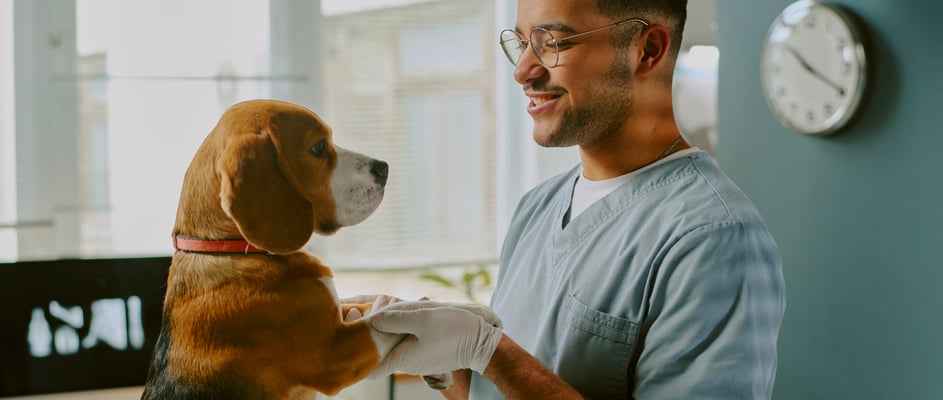 Beagle being checked by vet