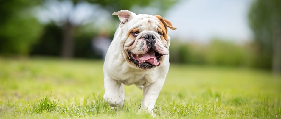 Bulldog running on grass with tongue out
