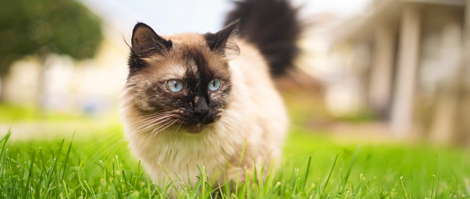 A ragdoll cat walking on grass.