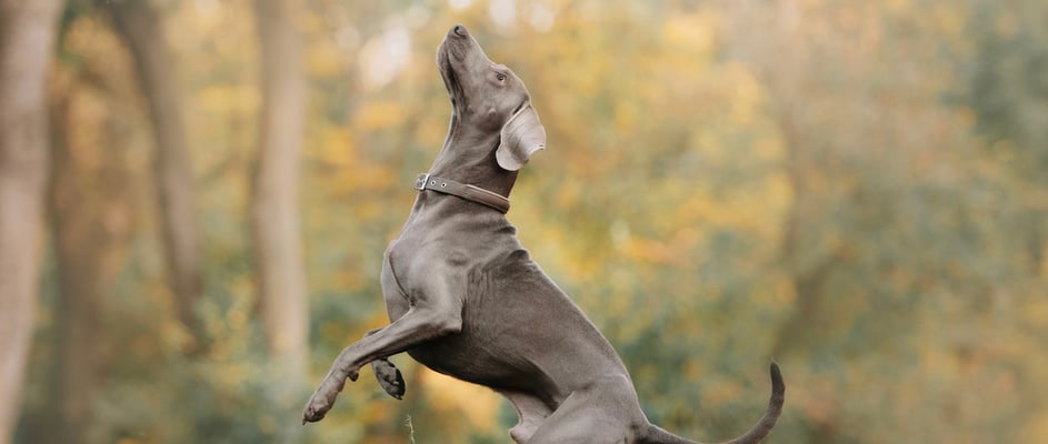 A weimaraner standing on its two back legs.